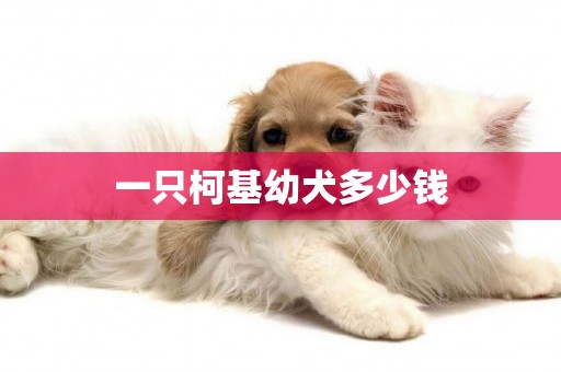 一只柯基幼犬多少錢