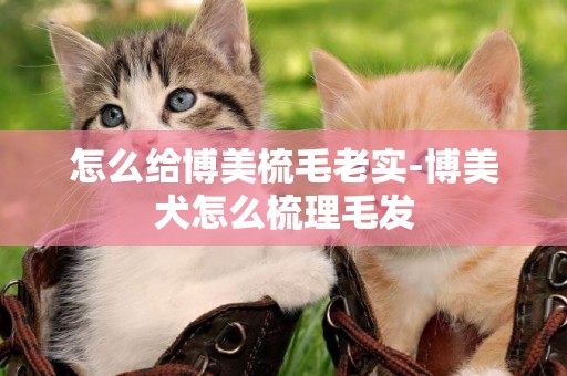 怎么給博美梳毛老實-博美犬怎么梳理毛發