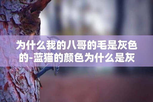 為什么我的八哥的毛是灰色的-藍貓的顏色為什么是灰色的