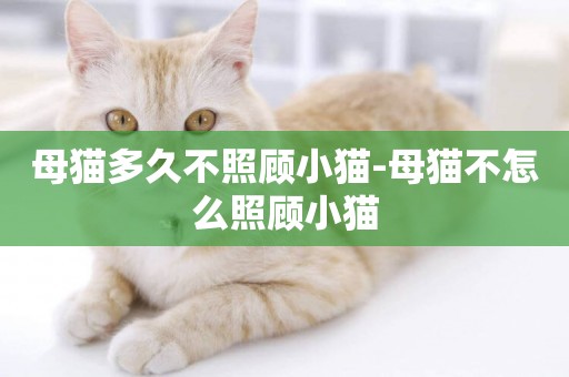母貓多久不照顧小貓-母貓不怎么照顧小貓