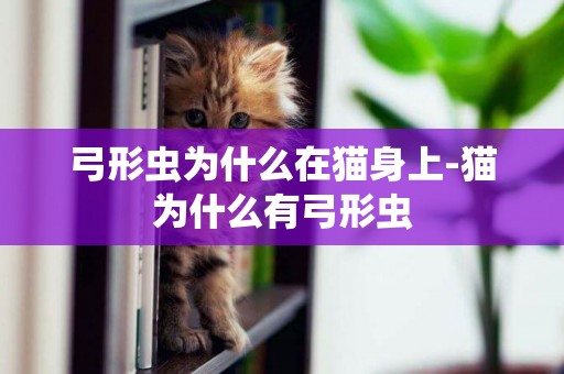 弓形蟲為什么在貓身上-貓為什么有弓形蟲