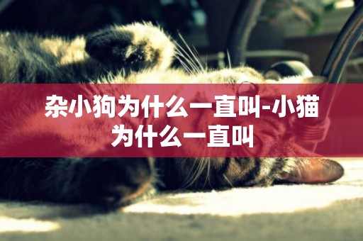 雜小狗為什么一直叫-小貓為什么一直叫