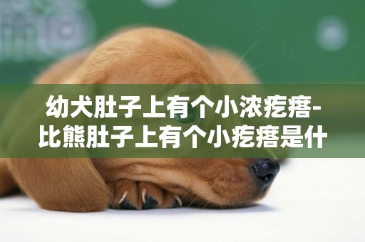 幼犬肚子上有個小濃疙瘩-比熊肚子上有個小疙瘩是什么