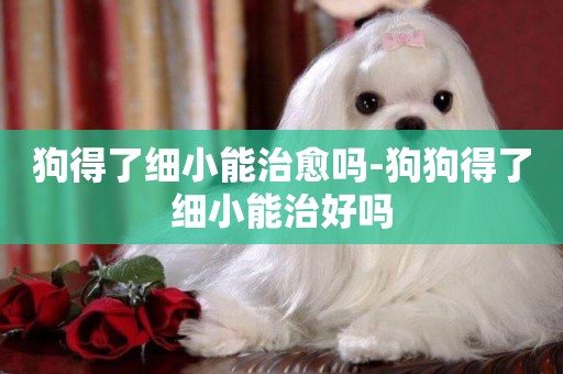 狗得了細小能治愈嗎-狗狗得了細小能治好嗎