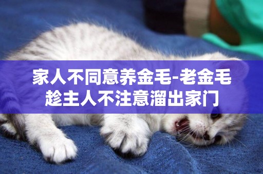 家人不同意養金毛-老金毛趁主人不注意溜出家門