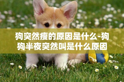 狗突然瘦的原因是什么-狗狗半夜突然叫是什么原因