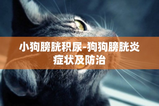 小狗膀胱積尿-狗狗膀胱炎癥狀及防治