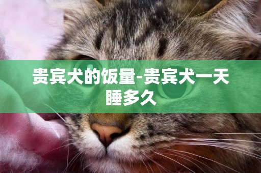 貴賓犬的飯量-貴賓犬一天睡多久