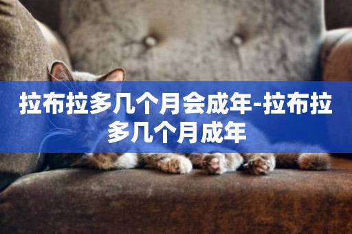 拉布拉多幾個月會成年-拉布拉多幾個月成年