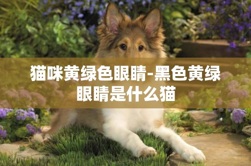 貓咪黃綠色眼睛-黑色黃綠眼睛是什么貓