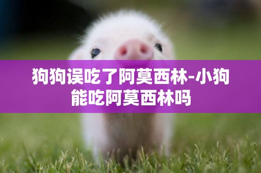 狗狗誤吃了阿莫西林-小狗能吃阿莫西林嗎