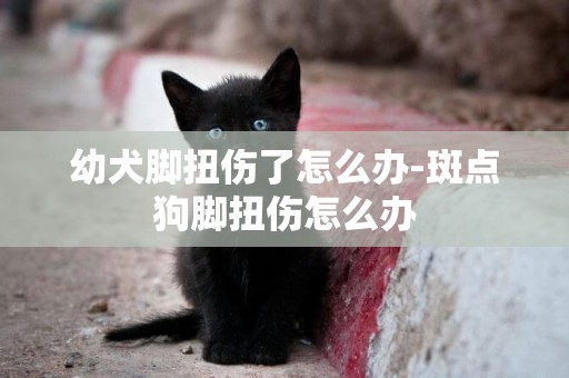 幼犬腳扭傷了怎么辦-斑點狗腳扭傷怎么辦
