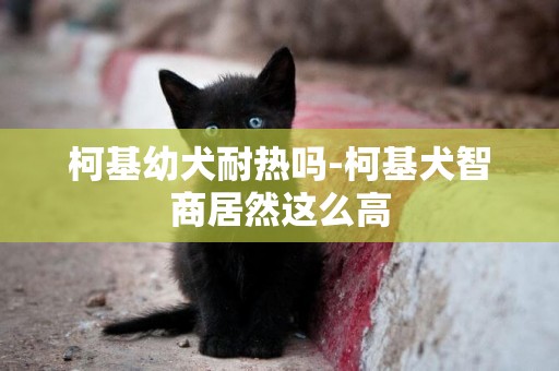 柯基幼犬耐熱嗎-柯基犬智商居然這么高