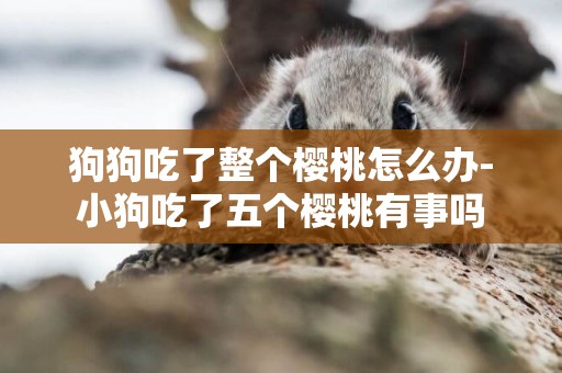 狗狗吃了整個櫻桃怎么辦-小狗吃了五個櫻桃有事嗎