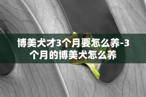 博美犬才3個月要怎么養-3個月的博美犬怎么養