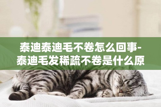 泰迪泰迪毛不卷怎么回事-泰迪毛發稀疏不卷是什么原因導致的