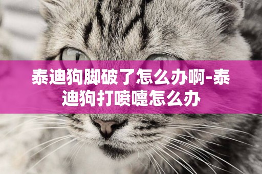 泰迪狗腳破了怎么辦啊-泰迪狗打噴嚏怎么辦