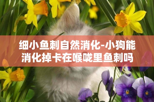 細小魚刺自然消化-小狗能消化掉卡在喉嚨里魚刺嗎