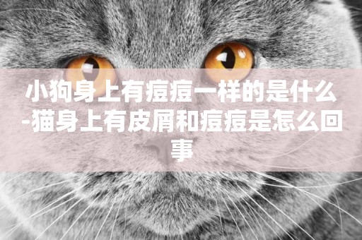 小狗身上有痘痘一樣的是什么-貓身上有皮屑和痘痘是怎么回事