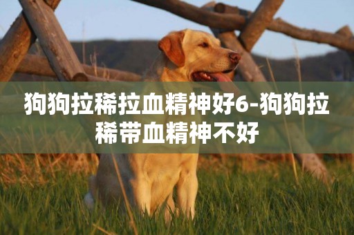 狗狗拉稀拉血精神好6-狗狗拉稀帶血精神不好