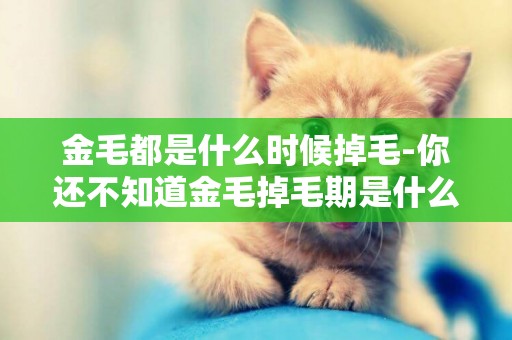 金毛都是什么時候掉毛-你還不知道金毛掉毛期是什么時候