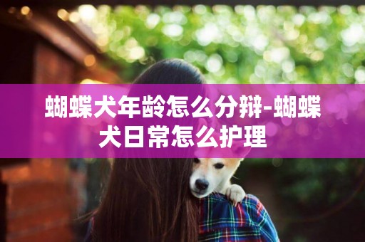 蝴蝶犬年齡怎么分辯-蝴蝶犬日常怎么護理