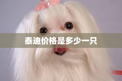 泰迪價格是多少一只