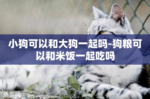 小狗可以和大狗一起嗎-狗糧可以和米飯一起吃嗎