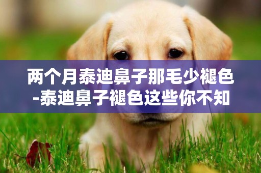 兩個月泰迪鼻子那毛少褪色-泰迪鼻子褪色這些你不知道怎么可以
