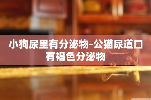 小狗尿里有分泌物-公貓尿道口有褐色分泌物