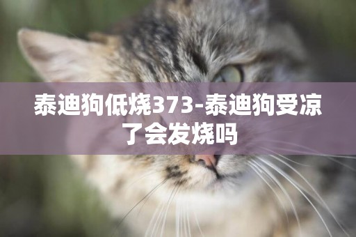 泰迪狗低燒373-泰迪狗受涼了會發燒嗎