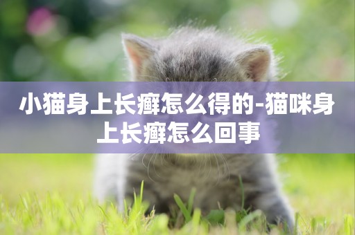 小貓身上長癬怎么得的-貓咪身上長癬怎么回事