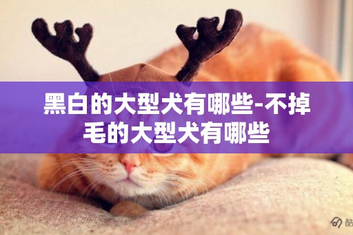 黑白的大型犬有哪些-不掉毛的大型犬有哪些