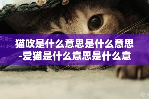 貓吹是什么意思是什么意思-愛貓是什么意思是什么意思是什么意思