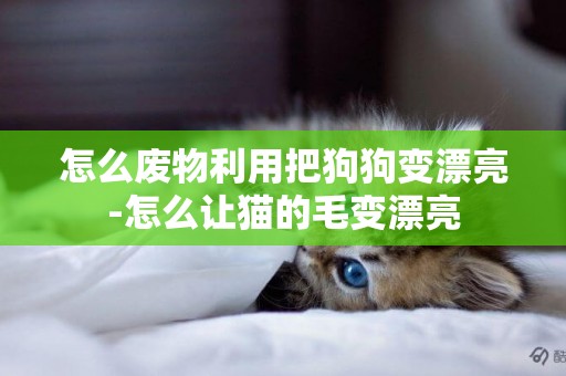 怎么廢物利用把狗狗變漂亮-怎么讓貓的毛變漂亮