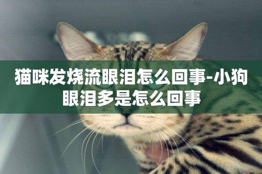 貓咪發燒流眼淚怎么回事-小狗眼淚多是怎么回事