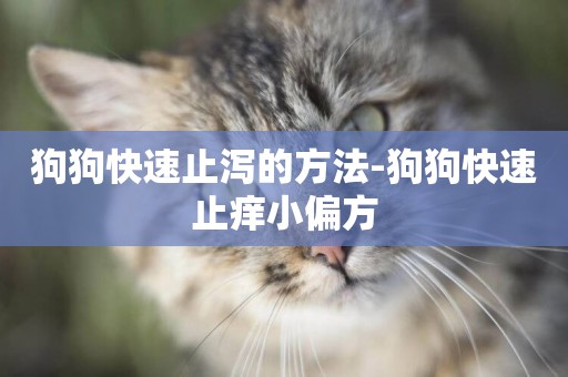 狗狗快速止瀉的方法-狗狗快速止癢小偏方