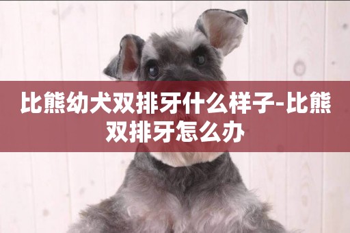 比熊幼犬雙排牙什么樣子-比熊雙排牙怎么辦