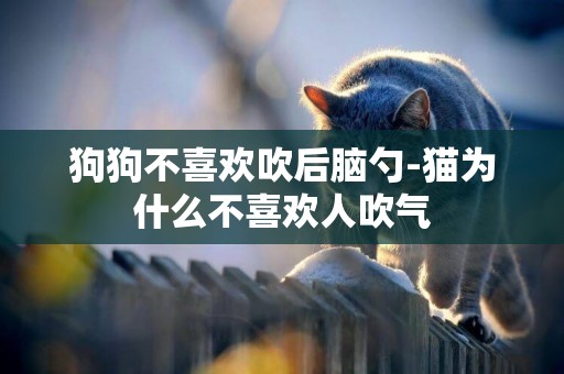狗狗不喜歡吹后腦勺-貓為什么不喜歡人吹氣