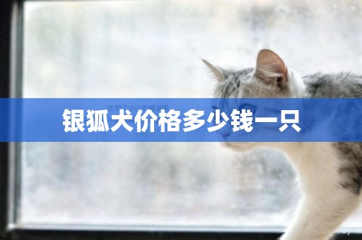 銀狐犬價格多少錢一只