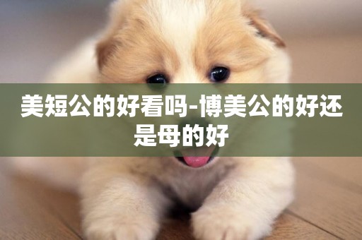 美短公的好看嗎-博美公的好還是母的好