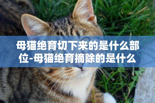 母貓絕育切下來的是什么部位-母貓絕育摘除的是什么