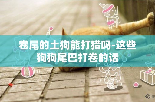 卷尾的土狗能打獵嗎-這些狗狗尾巴打卷的話