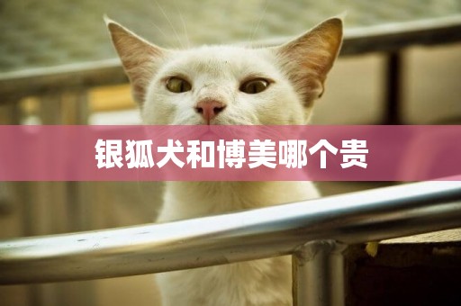 銀狐犬和博美哪個貴