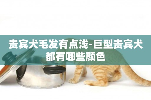 貴賓犬毛發有點淺-巨型貴賓犬都有哪些顏色