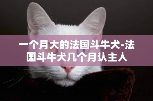 一個月大的法國斗牛犬-法國斗牛犬幾個月認主人