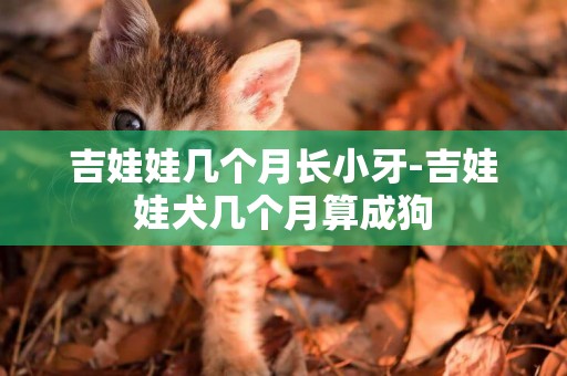 吉娃娃幾個月長小牙-吉娃娃犬幾個月算成狗