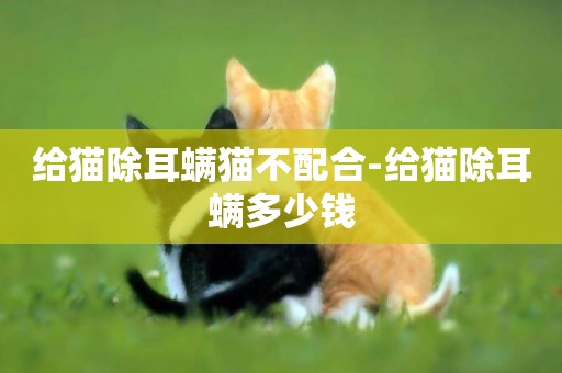 給貓除耳螨貓不配合-給貓除耳螨多少錢