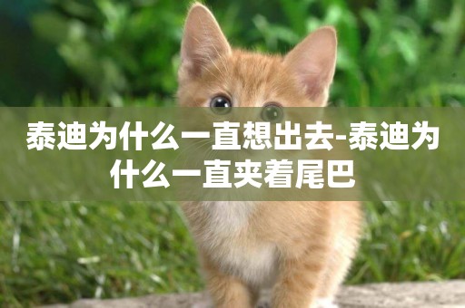 泰迪為什么一直想出去-泰迪為什么一直夾著尾巴