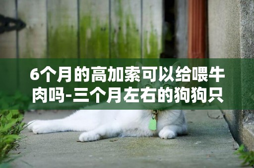 6個月的高加索可以給喂牛肉嗎-三個月左右的狗狗只吃肉、單喂肉食可以嗎